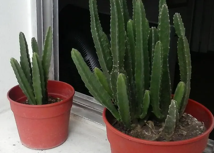 Hotel San Telmo House Ciudad Autónoma de Ciudad Autónoma de Buenos Aires